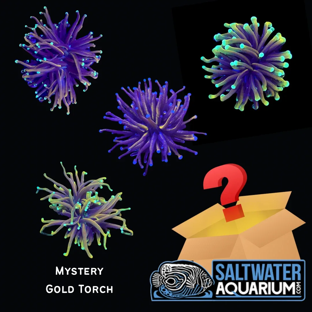 One Mystery Gold Torch (3/4" - 2") 1-2 Heads - SAQ Coral Farm