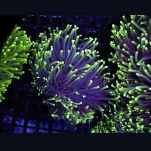 One Mystery Green Torch (3/4" - 2") 1-2 Heads - SAQ Coral Farm