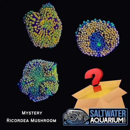One Random Mystery Florida Ricordea Mushroom Coral (3/4" - 1"+) - SAQ Coral Farm
