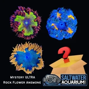 One Random Mystery ULTRA COLOR Rock Flower Anemone Coral (3/4" - 1") - SAQ Coral Farm