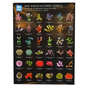 ORA Aquacultured Coral Frag Poster