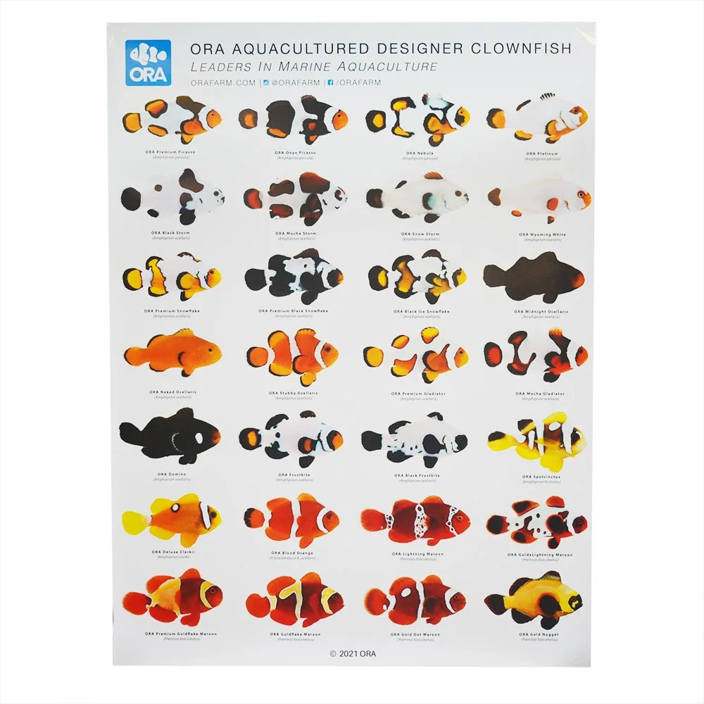 ORA Designer Clownfish Poster
