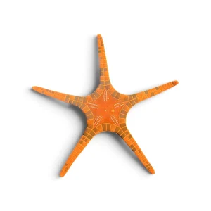 Orange Double Tile Starfish (Iconaster longimanus) - Cleanup Crew
