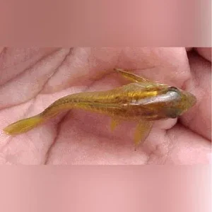Orange Laser Cory