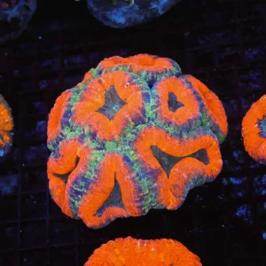 Orange Lobophyllia Colony WYSIWYG - SAQ Coral Farm