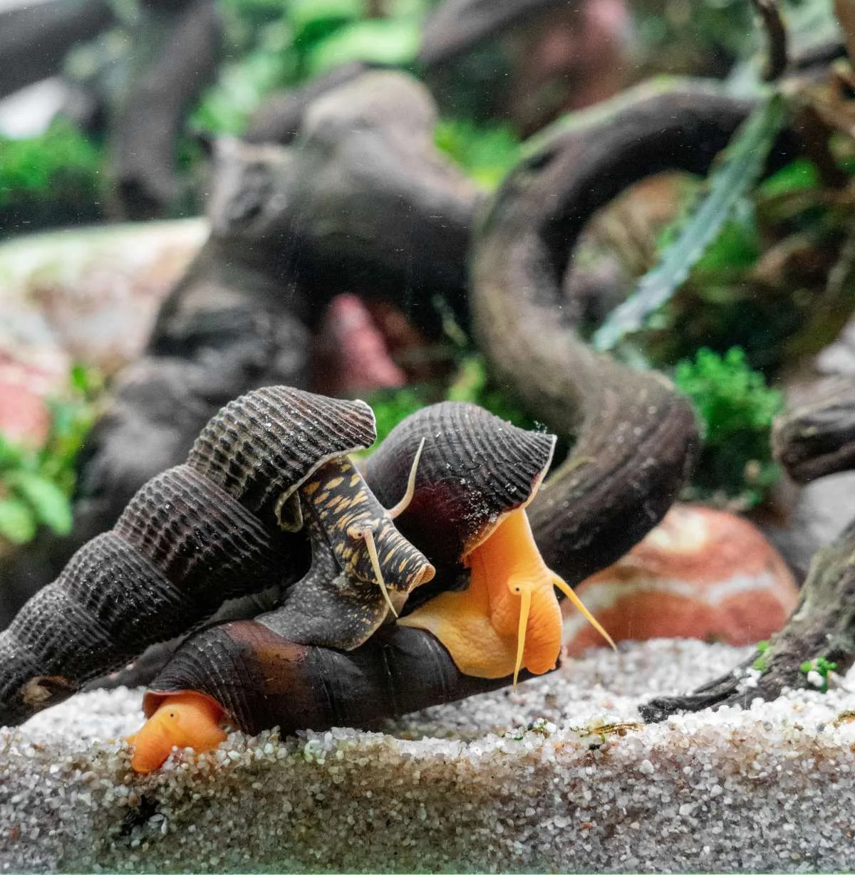 Orange Poso Rabbit Snails - Image 2