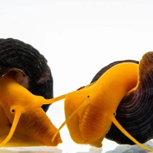 Orange Poso Rabbit Snails