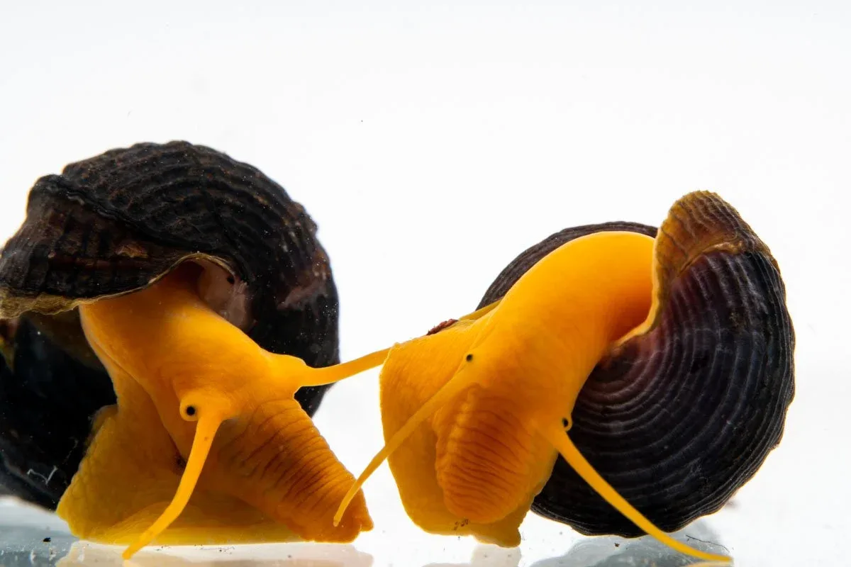 Orange Poso Rabbit Snails