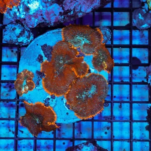 Orange Rhodactis Mushroom Rock Colony WYSIWYG - SAQ Coral Farm