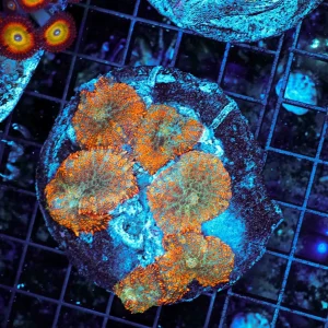 Orange Rhodactis Mushroom Rock Colony WYSIWYG - SAQ Coral Farm