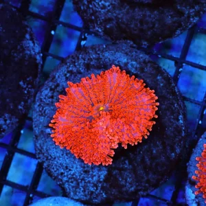 Orange Ricordea Yuma Mushroom Coral - SAQ Coral Farm
