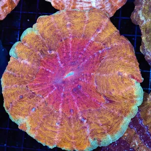 Orange Sherbet Acanthophyllia Coral WYSIWYG - SAQ Coral Farm