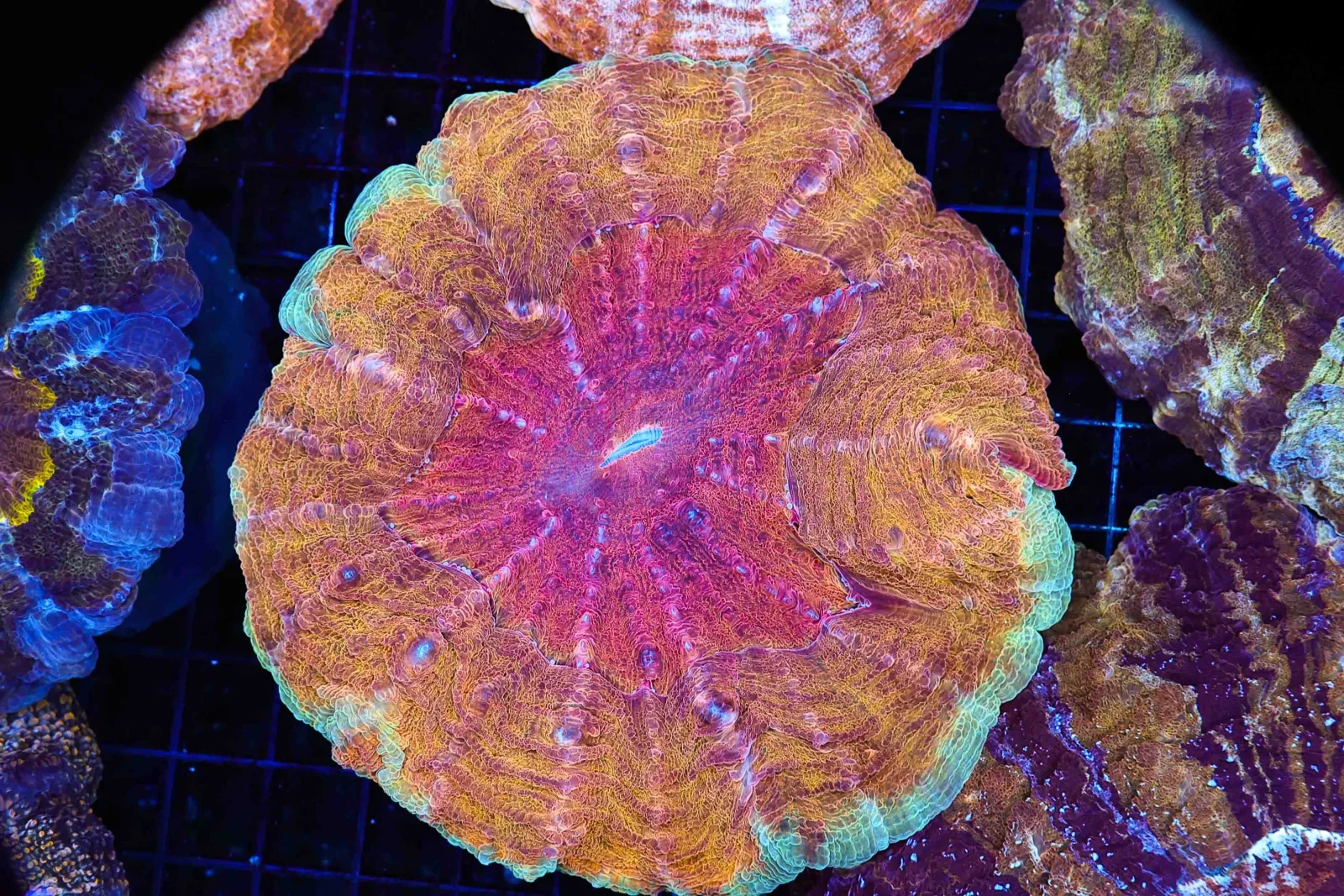 Orange Sherbet Acanthophyllia Coral WYSIWYG - SAQ Coral Farm
