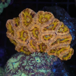 Orange Tiger Asian Acan Colony WYSIWYG - SAQ Coral Farm