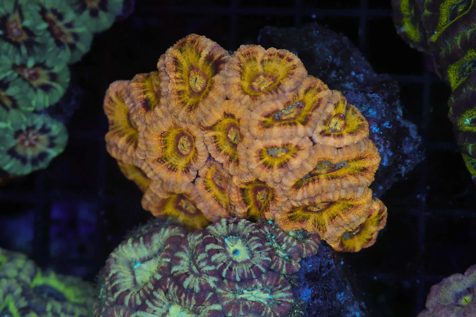 Orange Tiger Asian Acan Colony WYSIWYG - SAQ Coral Farm