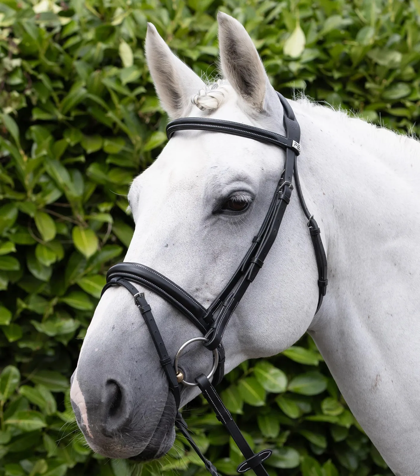 Padded Browband For Pro Elevator Bridle Black - Image 2