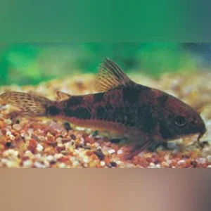 Paleatus Cory