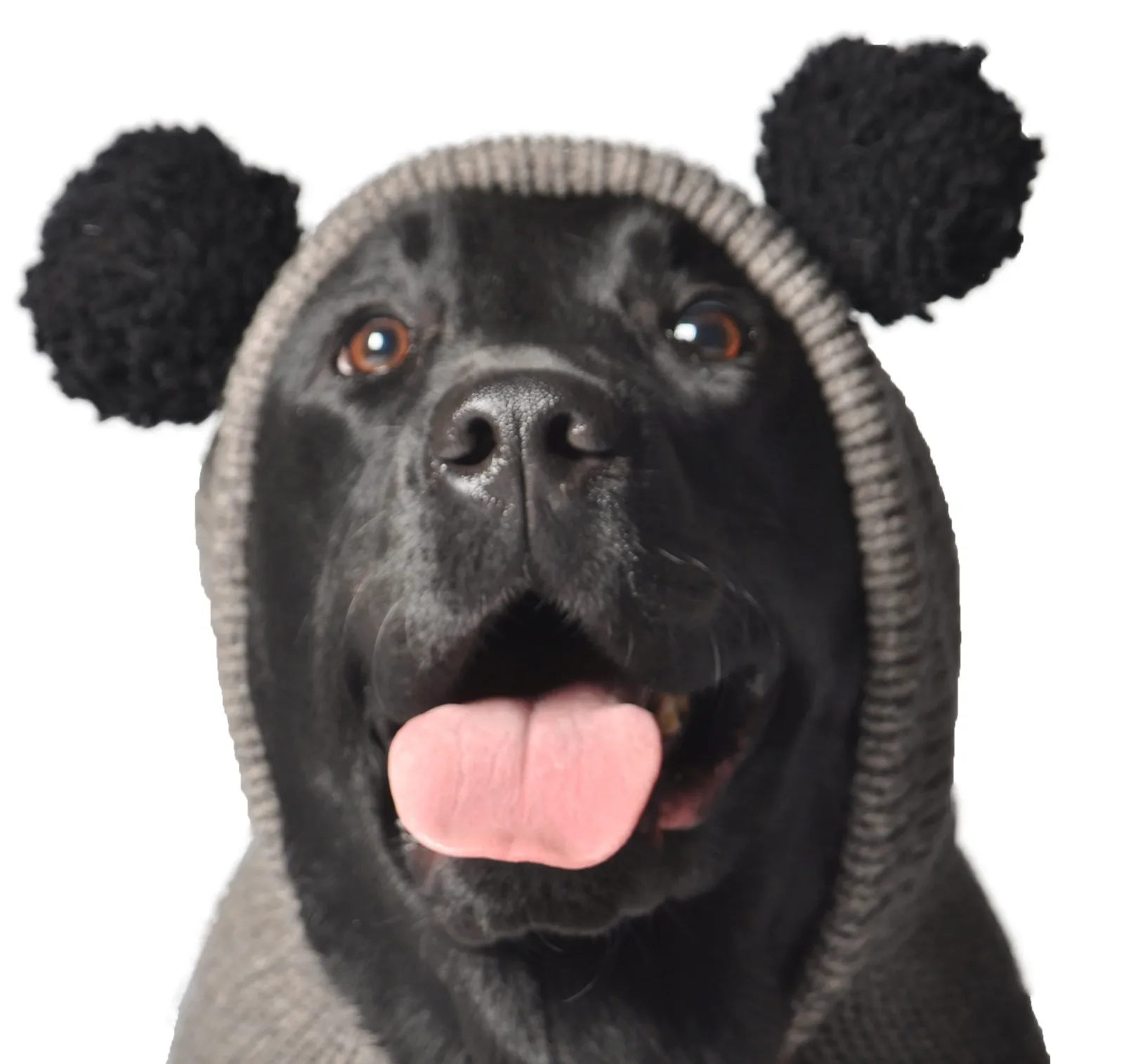 Panda Hoodie Dog Sweater - Image 2