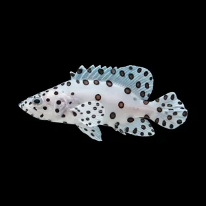 Panther Grouper (Cromileptes Altivelis) - SAQ Chicago Fish