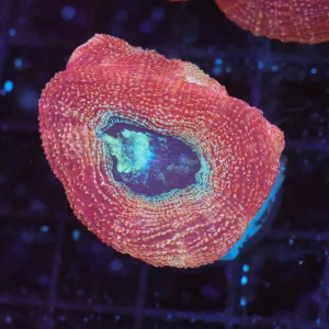 Peach Bowerbanki WYSIWYG - SAQ Coral Farm