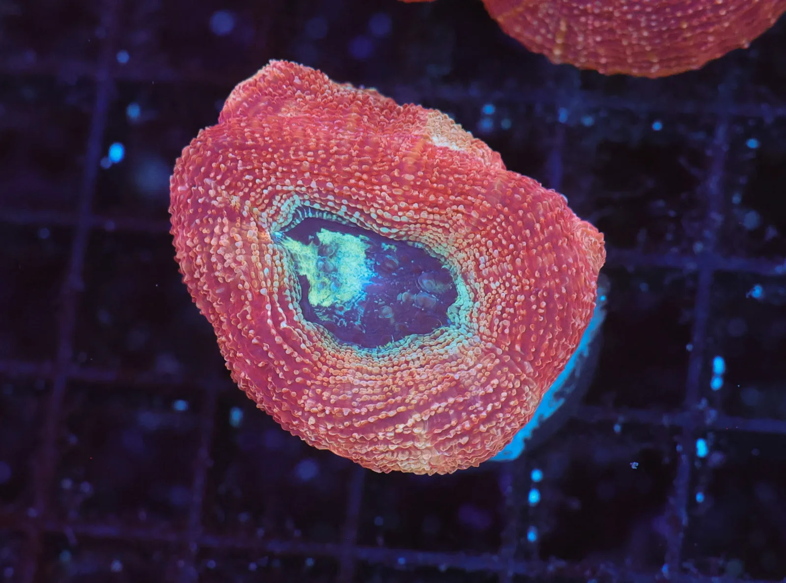 Peach Bowerbanki WYSIWYG - SAQ Coral Farm