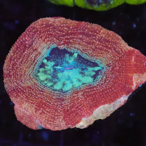 Peach Bowerbanki WYSIWYG - SAQ Coral Farm
