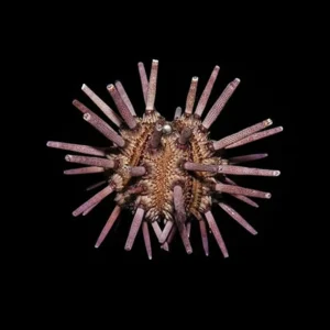 Pencil Urchin (Eucidaris sp.) - Cleanup Crew
