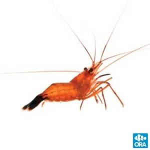 Peppermint Shrimp - Small Tank Raised (Lysmata boggessi) - ORA Chicago