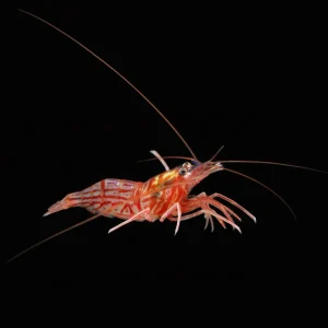 Peppermint Shrimp - XL Wild Caught (Lysmata sp.) - Cleanup Crew