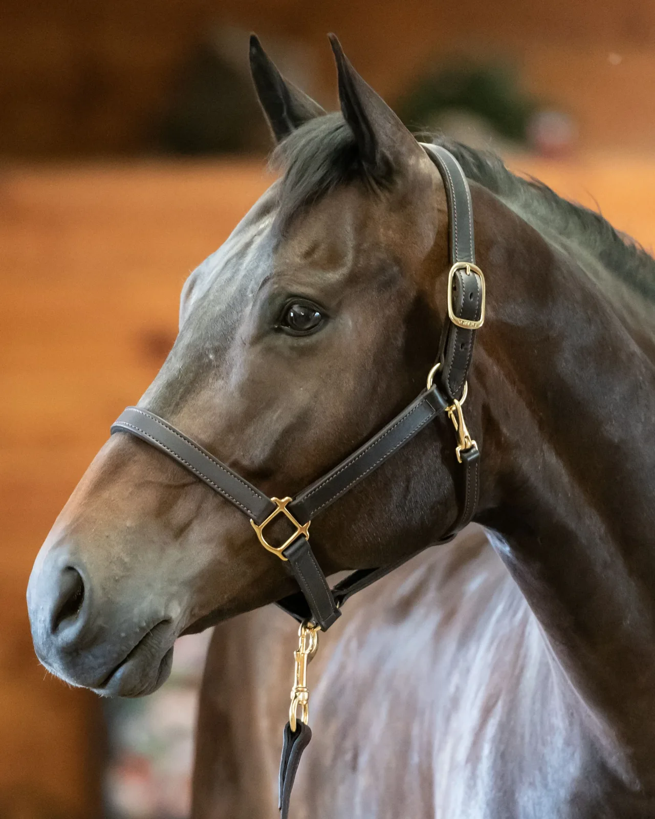 Perri’s® Track Style Turnout Halter with Snap - Image 2