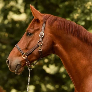 Perri’s® Twisted Leather Halter
