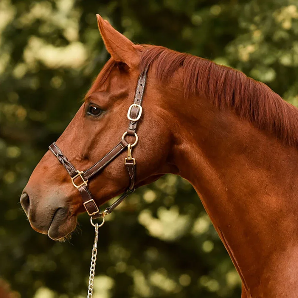 Perri’s® Twisted Leather Halter