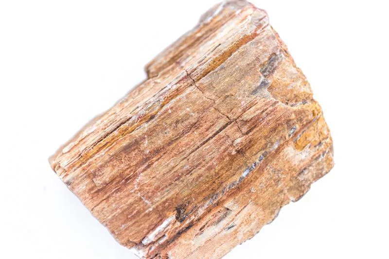 Petrified Wood - Image 2