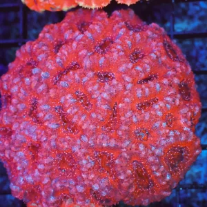 Pink Acan Colony WYSIWYG - SAQ Coral Farm