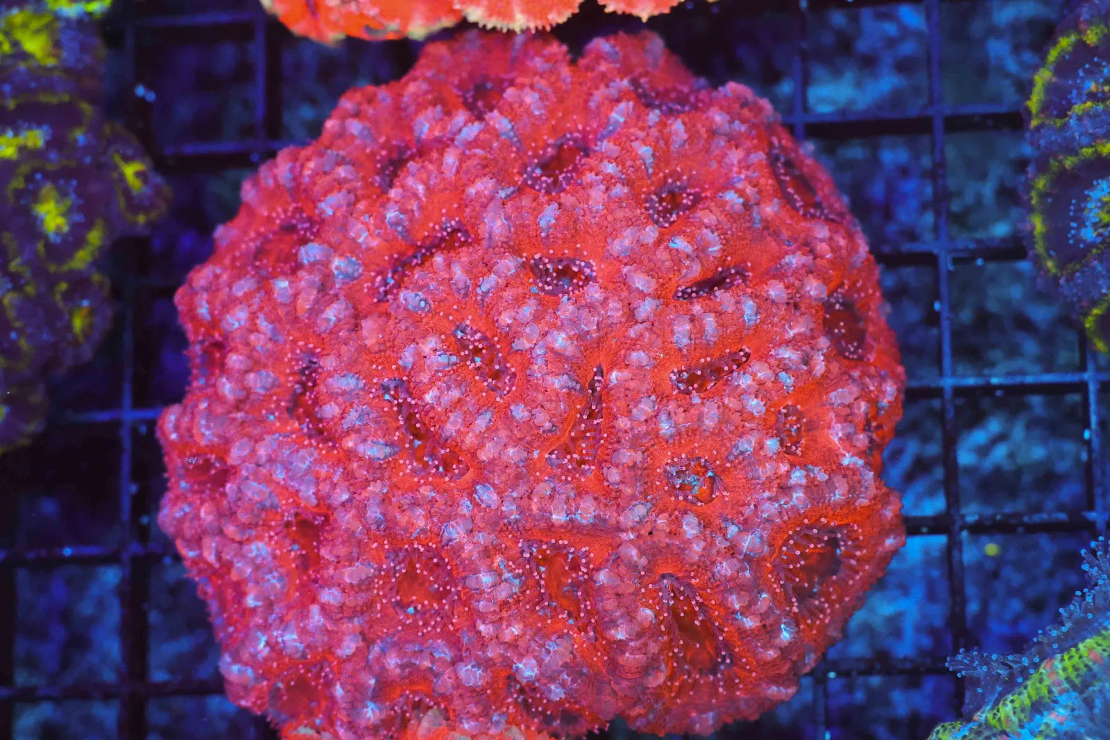 Pink Acan Colony WYSIWYG - SAQ Coral Farm