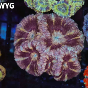 Pink Asian Acan Colony WYSIWYG - SAQ Coral Farm