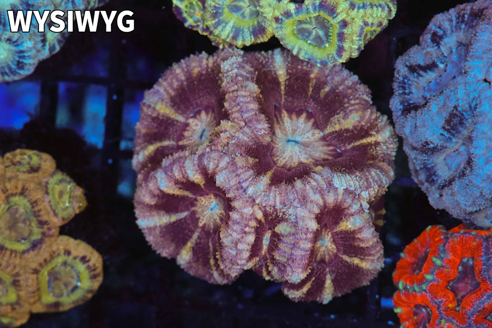 Pink Asian Acan Colony WYSIWYG - SAQ Coral Farm