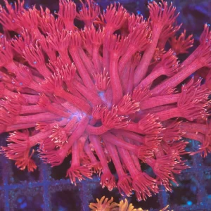 Pink Goniopora Colony WYSIWYG - SAQ Coral Farm