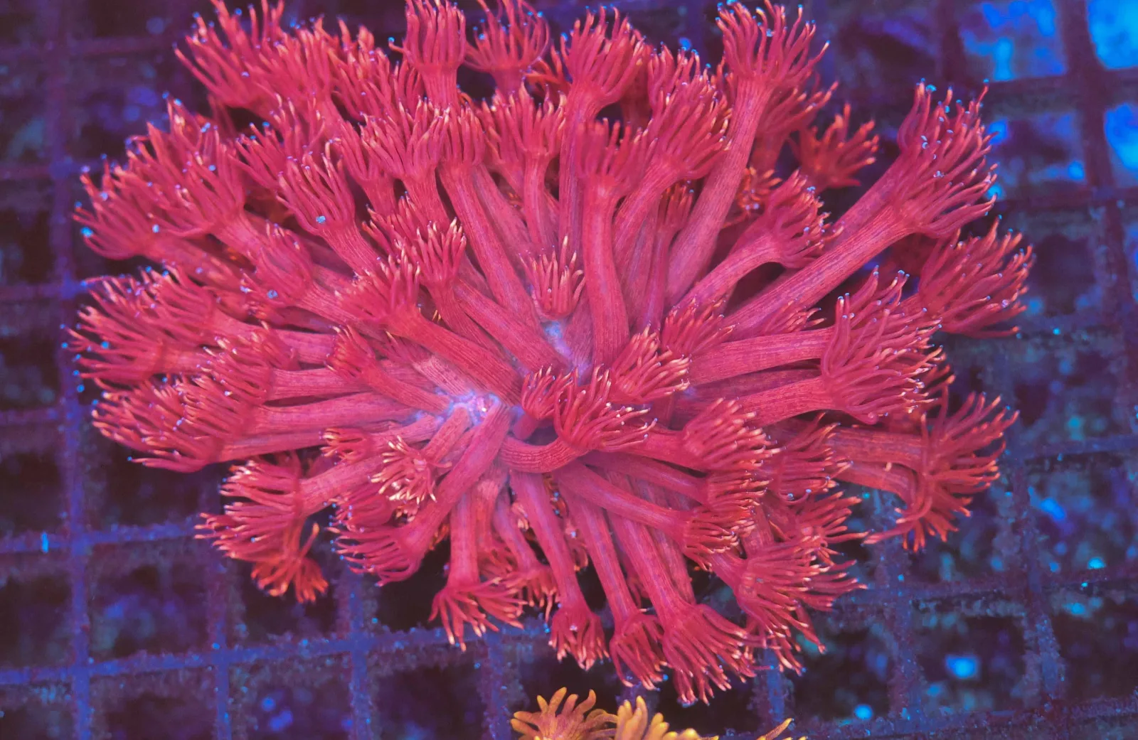 Pink Goniopora Colony WYSIWYG - SAQ Coral Farm