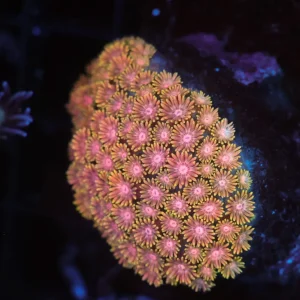 Pink Orange Goniopora WYSIWYG - SAQ Coral Farm