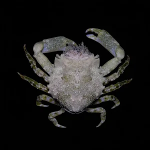 Pitho Crab - Cleanup Crew