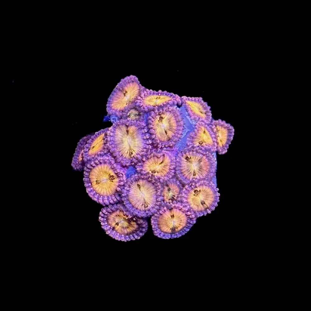 Pixie Dust Zoanthids - SAQ Coral Farm