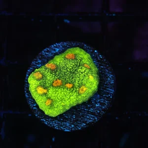 Plutonium Chalice Coral (3/4"- 1") - SAQ Coral Farm