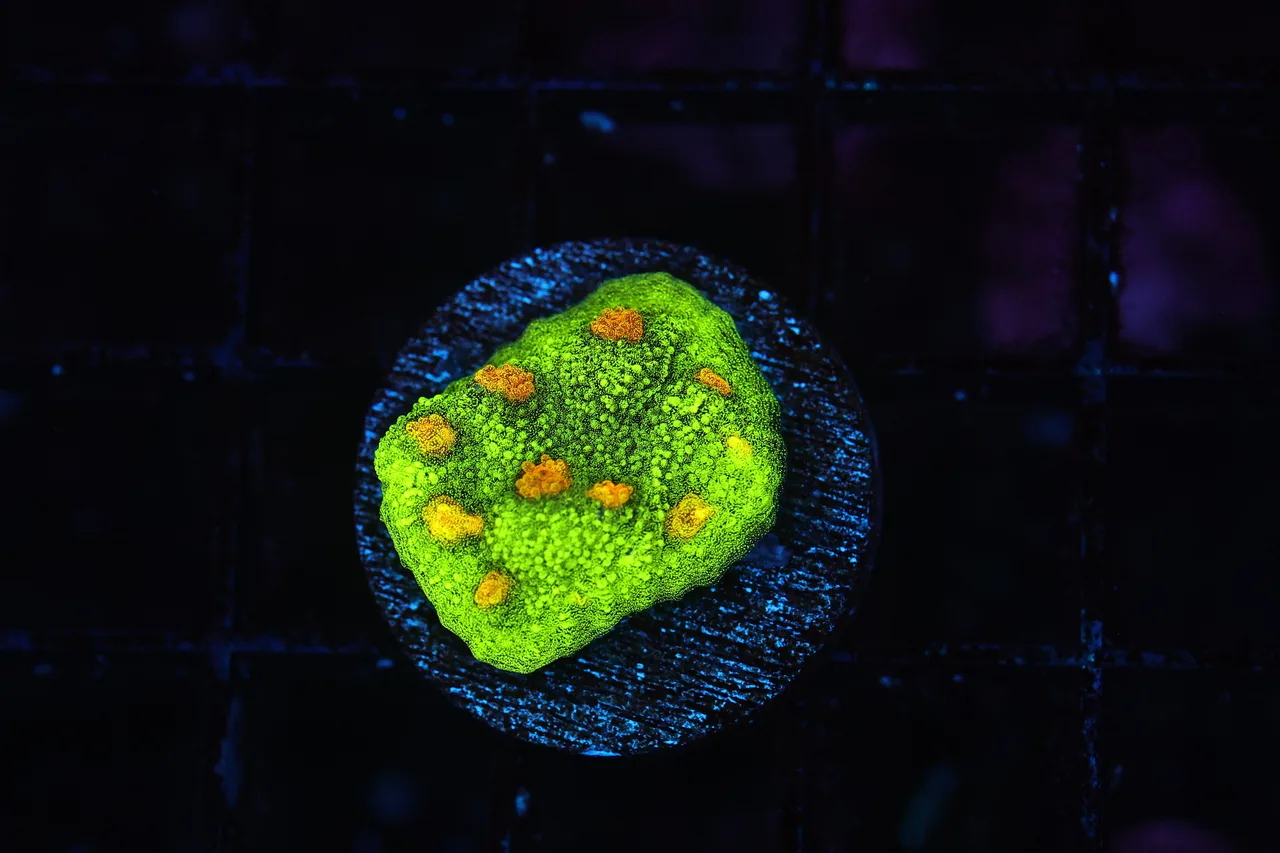 Plutonium Chalice Coral (3/4"- 1") - SAQ Coral Farm