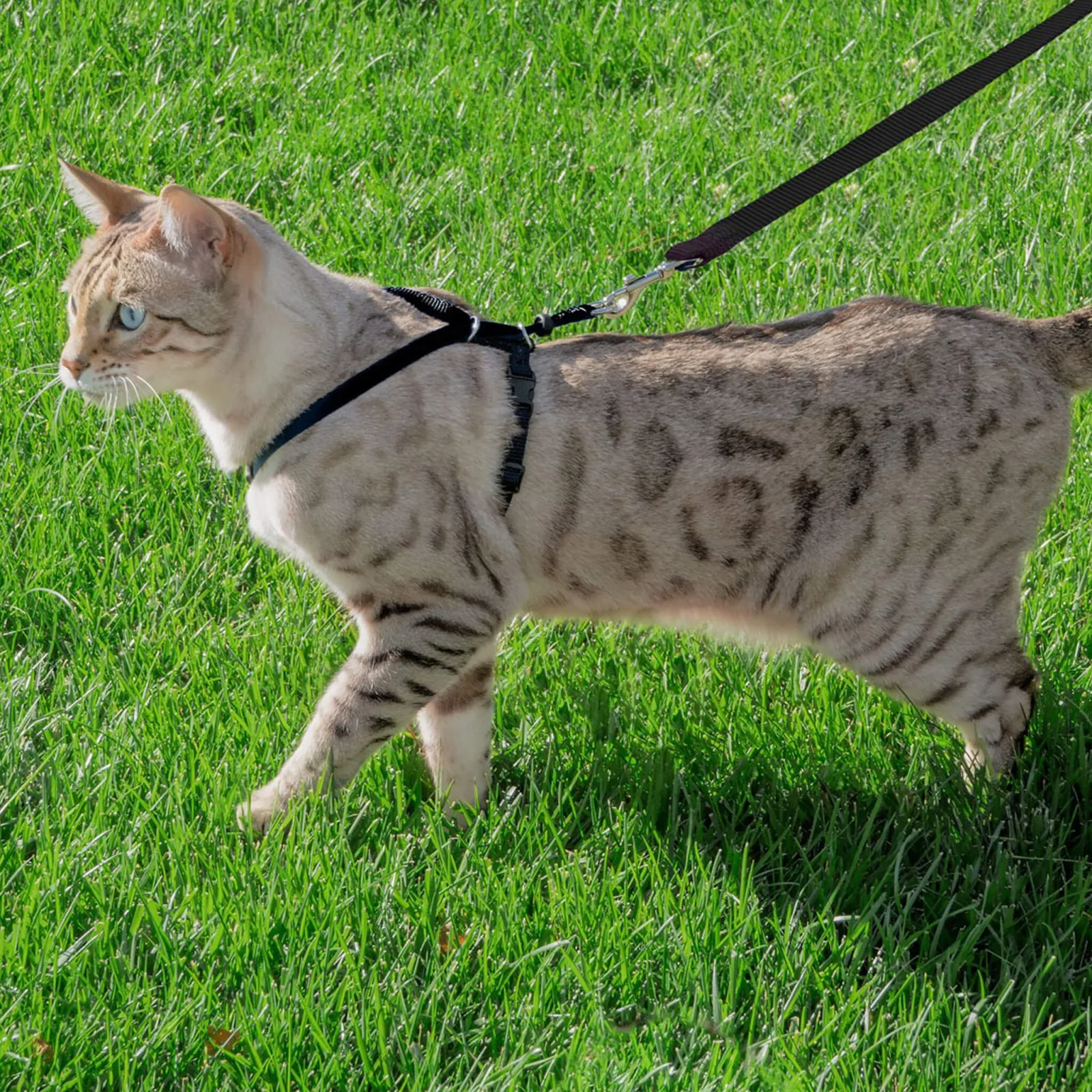 Premier Harness for Cats - Image 2
