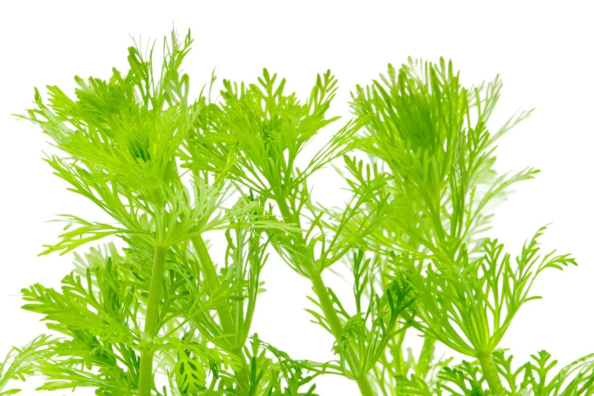 Limnophila Heterophylla - Image 2