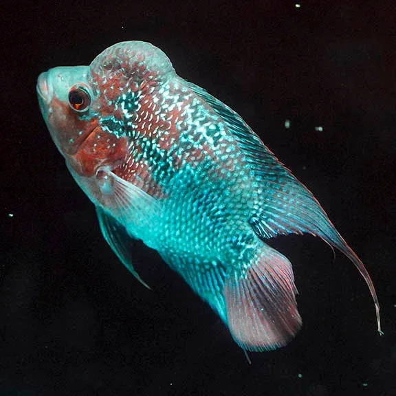 Flowerhorn Cichlid 6.5" WYSIWYG 2