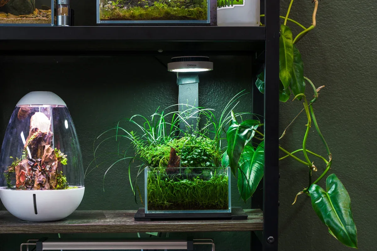 UNS 16S - 0.5 Gallon Ultra Clear Rimless Aquarium - Image 2