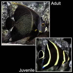 French Angelfish