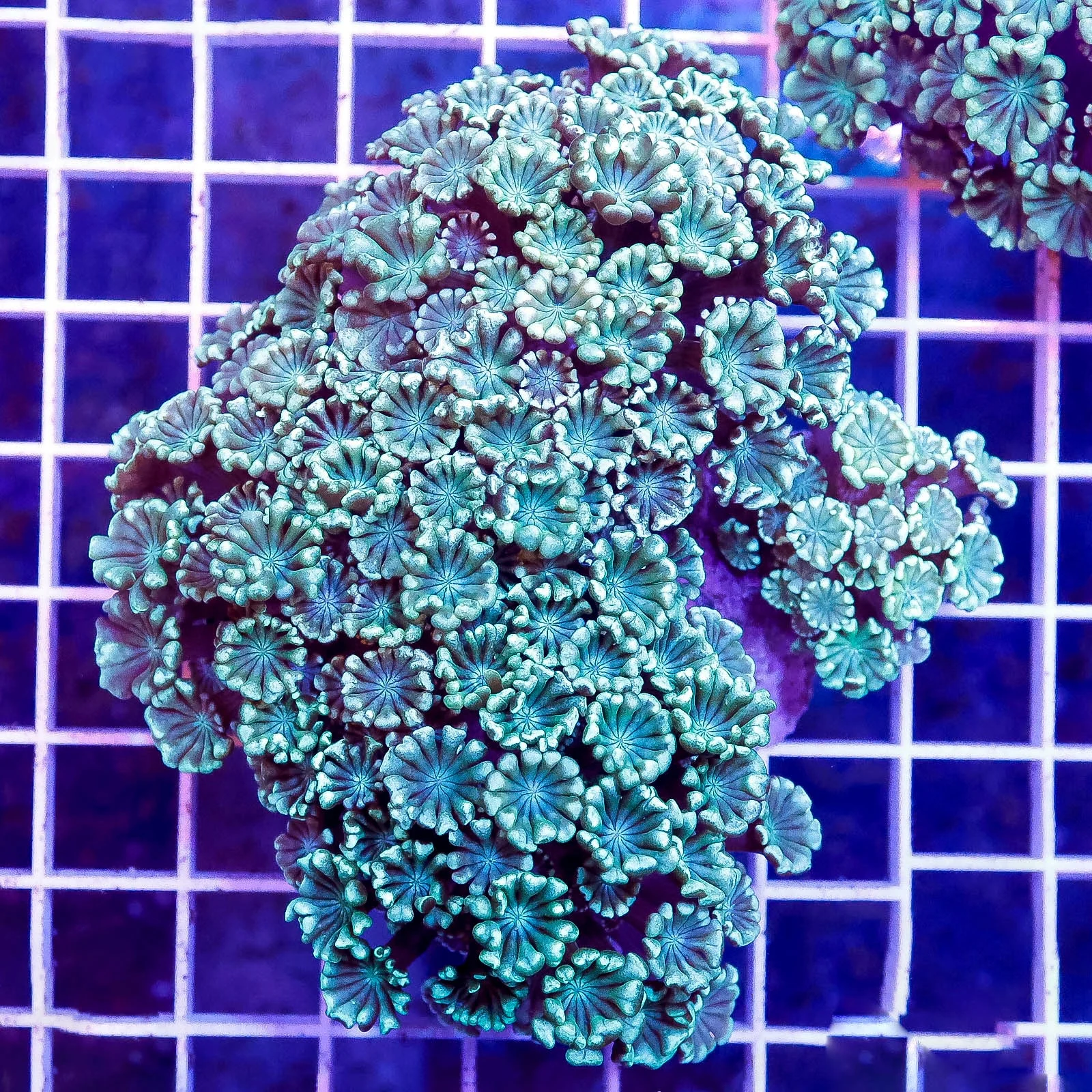 Alveopora Coral 3.5" WYSIWYG